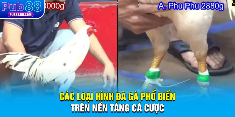 Các loại hình đá gà phổ biến trên nền tảng cá cược