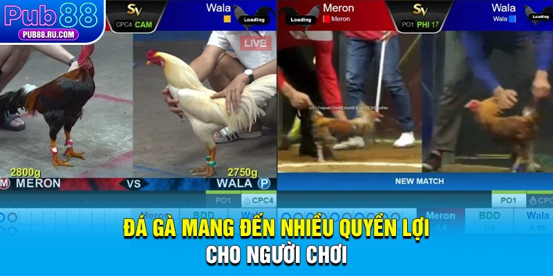 Đá gà mang đến nhiều quyền lợi cho người chơi