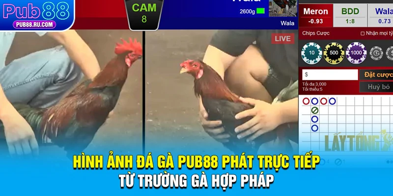 Hình ảnh Pub88 phát trực tiếp từ trường gà hợp pháp